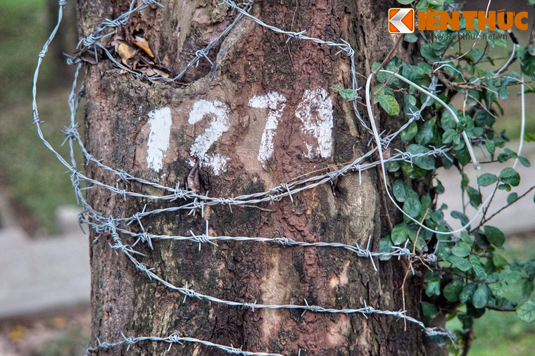 Trên thị trường, gỗ sưa đỏ có giá cao không tưởng, lên đến gần 10 triệu đồng cho một kg phần lõi.