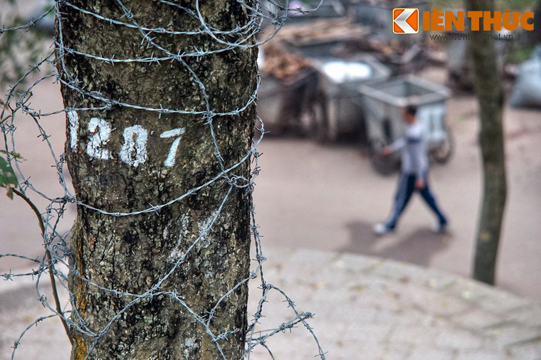 Theo ước tính, hàng chục cây sưa đỏ của Vườn bách thảo Hà Nội có giá trị lên tới nhiều triệu USD.