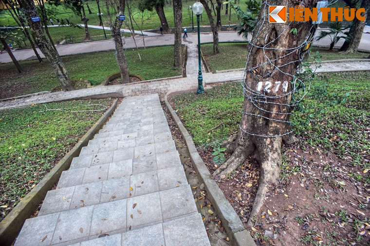 Và những cây sưa này chính là "kho báu nghìn tỉ" giữa trung tâm Hà Nội.