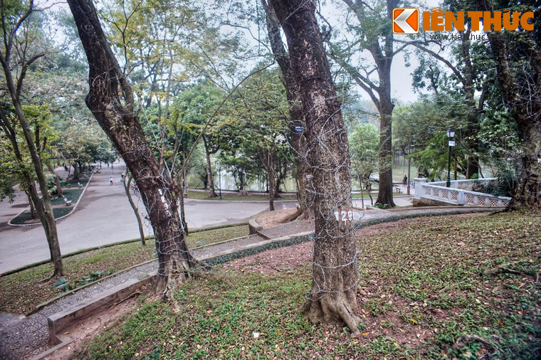 Đây là nơi tập trung nhiều cây sưa đỏ nhất trong khu vực nội thành Hà Nội.