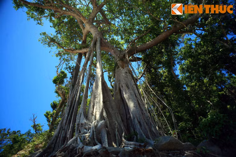 Đây còn là một địa điểm du lịch trải nghiệm thiên nhiên đặc sắc với hệ động thực vật phong phú, nguồn hải sản dồi dào. Các rặng san hô ở khu vực biển Cù Lao Chàm được các nhà khoa học đánh giá cao và đưa vào danh sách bảo vệ.