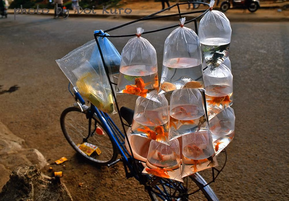 Những chú cá trong túi, 1997.