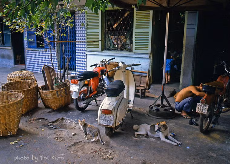 Chó, mèo và xe máy.