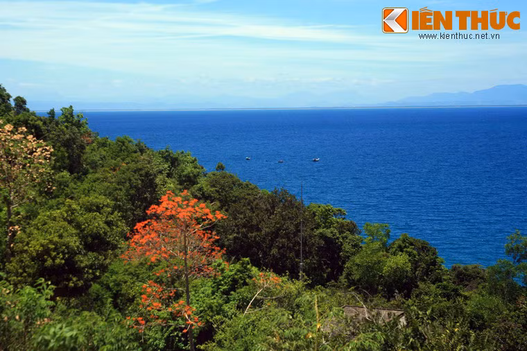 Sắc đỏ nổi bật của một cây ngô đồng - loài cây độc đáo đặc trưng của Cù Lao Chàm.