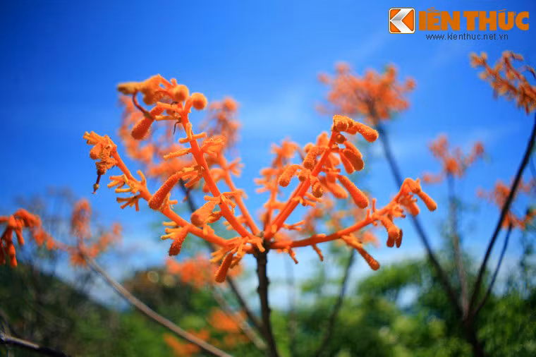 Cận cảnh một cây ngô đồng.