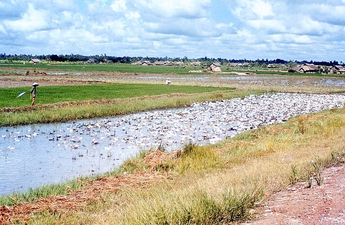 Đàn vịt trên ruộng.