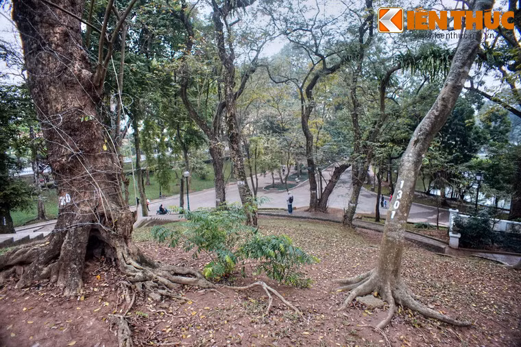 Tên gọi của đền gắn với cây sưa, một loài cây quý hiện vẫn mọc nhiều trên núi.