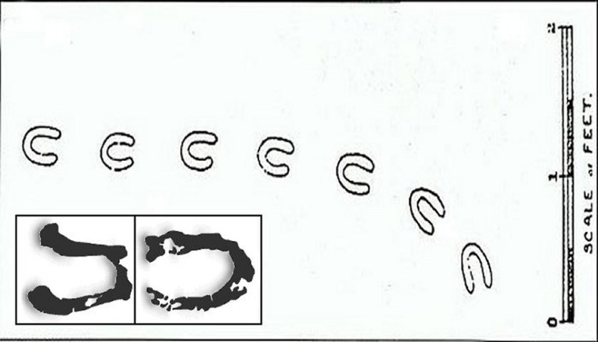 Các nhà điều tra so sánh dấu chân phát hiện với các loài động vật nhằm tìm ra "thủ phạm". Tuy nhiên, họ không phát hiện dấu chân trùng khớp với loài nào.