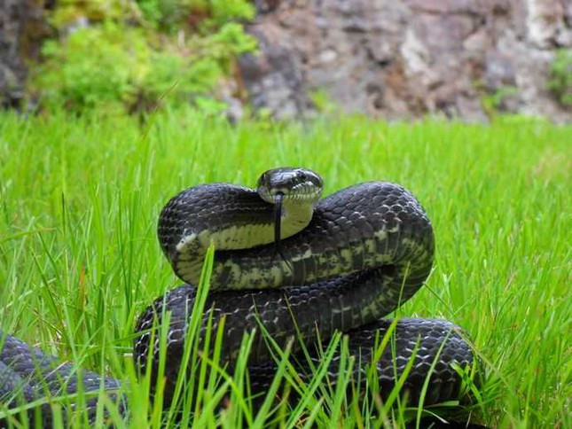 Rắn chuột vua - King ratsnake hay còn gọi là rắn sọc gờ (tên khoa học là Elaphe carinata) được các chuyên gia đánh giá là loài rắn đặc biệt trong thế giới động vật.