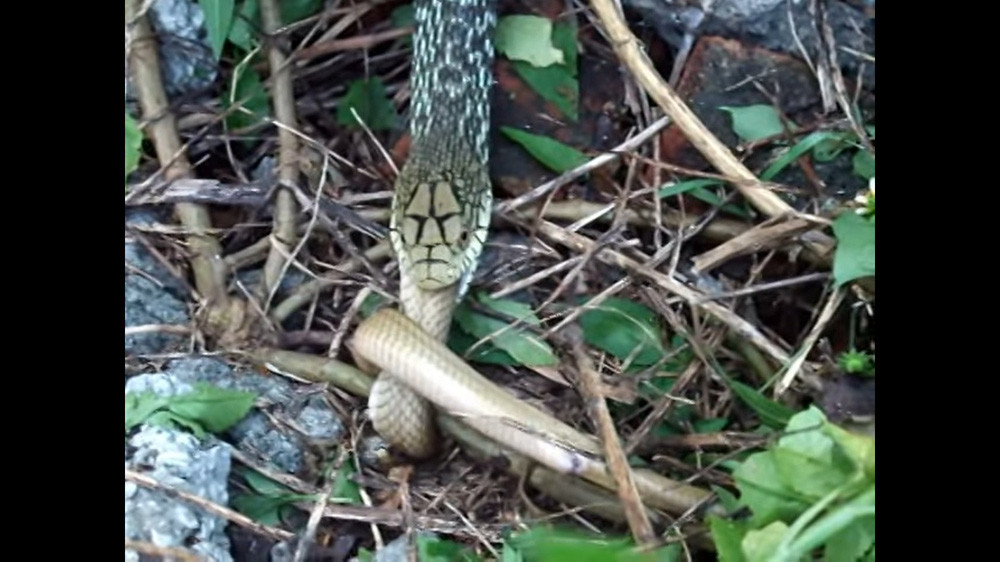 Dù không có nọc độc nhưng thức ăn khoái khẩu của nó lại là các loài rắn độc như rắn lục mũi hếch (tên khoa học: Deinagkistrodon acutus).