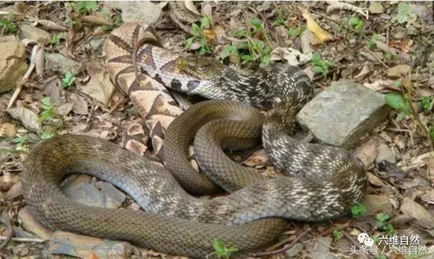 Ngoài ra, rắn chuột vua thích ăn các loài động vật khác như: chuột, chim, các loài bò sát nhỏ...