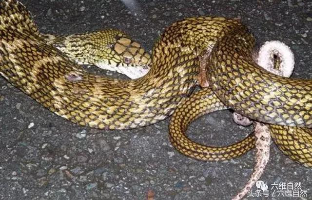 Rắn chuột vua rất khỏe nên có thể giết chết và ăn thịt con mồi lớn hơn cơ thể của nó.