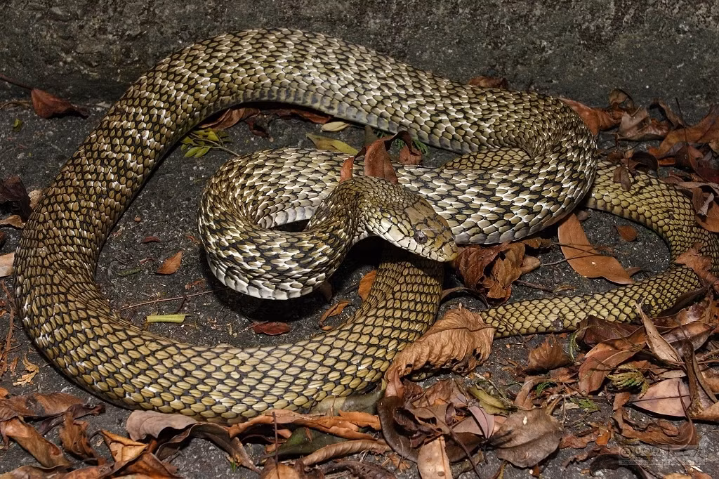 Loài rắn King ratsnake được phát hiện ở nhiều nơi trên thế giới như: Trung Quốc, Việt Nam, Đài Loan, Nhật Bản...