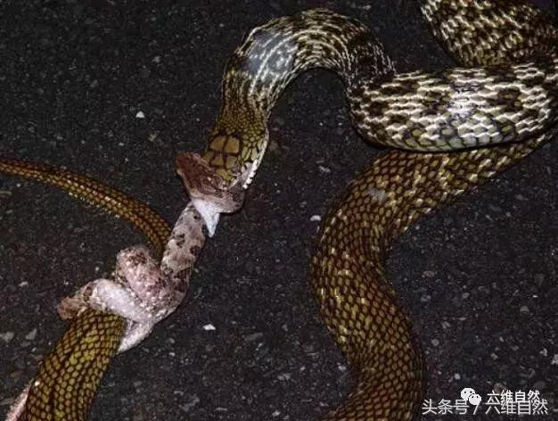 Loài rắn King ratsnake gây chú ý với tuyến sau hậu môn sản xuất ra thứ mùi hôi, hăng mạnh và có khả năng phát tán ra môi trường xung quanh.