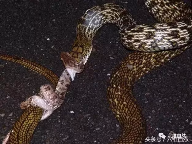 Loài rắn King ratsnake gây chú ý với tuyến sau hậu môn sản xuất ra thứ mùi hôi, hăng mạnh và có khả năng phát tán ra môi trường xung quanh.