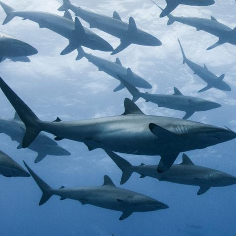 Theo các chuyên gia, VNAR của cá mập hiện chưa có sẵn để điều trị cho bệnh nhân COVID-19 nhưng có thể giúp chuẩn bị cho các đợt bùng phát virus corona trong tương lai.