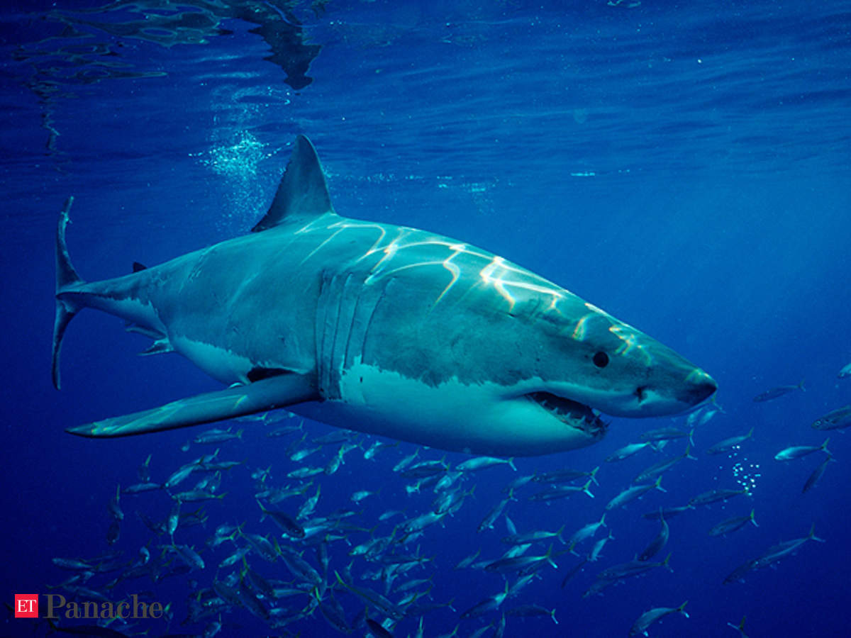 Dù chỉ nhỏ bằng 1/10 kháng thể của con người, VNAR của cá mập có thể liên kết với protein lây bệnh. Những protein nhỏ giống kháng thể này có thể len lỏi vào các ngóc ngách mà kháng thể của con người không thể tiếp cận. Chúng có thể hình thành hình dạng độc đáo, cho phép nhận biết cấu trúc protein mà kháng thể người không làm được.