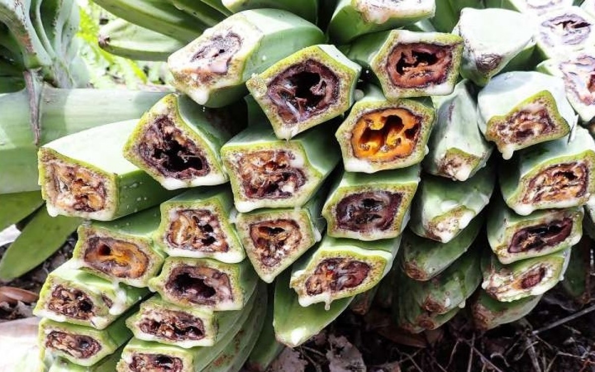 Dịch bệnh "chảy máu chuối" có tên gọi như vậy là vì chuối bị cắt trông giống như đang chảy máu. Căn bệnh này do một loại vi khuẩn gây ra khiến cây chuối thối lá, héo lá rồi chết.