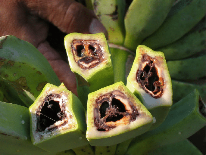 Tính đến thời điểm hiện nay, các chuyên gia chưa tìm ra biện pháp chữa trị dứt điểm căn bệnh "chảy máu chuối". Vì vậy, dịch bệnh này gây thiệt hại kinh tế lớn cho những nông dân trồng chuối.