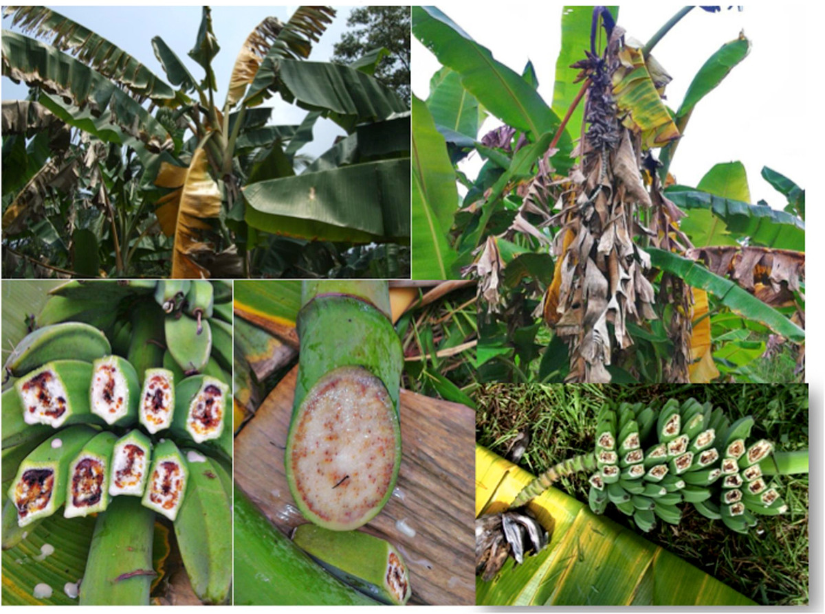 Hiện các chuyên gia nhận diện được bệnh “máu chuối” ở 18 giống chuối khác nhau. Căn bệnh này được cho có thể lây lan do việc vận chuyển chuối nhiễm bệnh. Thêm nữa, vi khuẩn gây ra căn bệnh này cũng có nguy cơ lan rộng thông qua côn trùng, nước và đất.