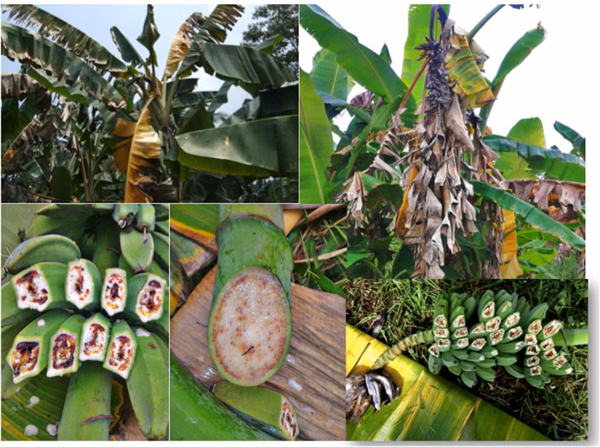 Hiện các chuyên gia nhận diện được bệnh “máu chuối” ở 18 giống chuối khác nhau. Căn bệnh này được cho có thể lây lan do việc vận chuyển chuối nhiễm bệnh. Thêm nữa, vi khuẩn gây ra căn bệnh này cũng có nguy cơ lan rộng thông qua côn trùng, nước và đất.