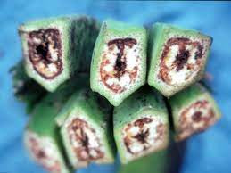 Tác động của dịch bệnh đối với mùa vụ khá lớn nên nhiều nông dân quyết định ngừng trồng chuối.