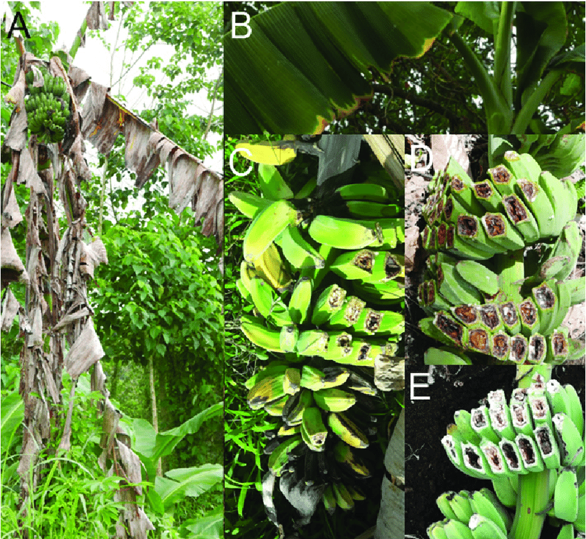 Thời gian gần đây, dịch bệnh "chảy máu chuối" bắt đầu hoành hành tại Malaysia và có nguy cơ lan sang nhiều nước Đông Nam Á.