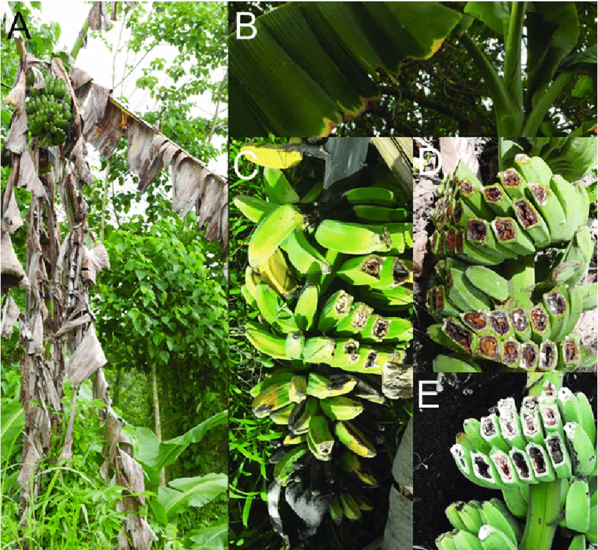 Thời gian gần đây, dịch bệnh "chảy máu chuối" bắt đầu hoành hành tại Malaysia và có nguy cơ lan sang nhiều nước Đông Nam Á.