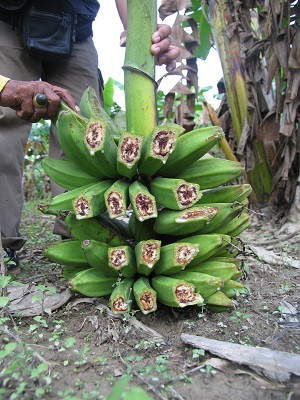 Theo Tiến sĩ Jane Ray thuộc Đại dịch Queensland (Australia) - người dành nhiều thời gian nghiên cứu về căn bệnh chảy máu chuối, nếu không có biện pháp can thiệp thì thiệt hại về kinh tế sẽ rất lớn.