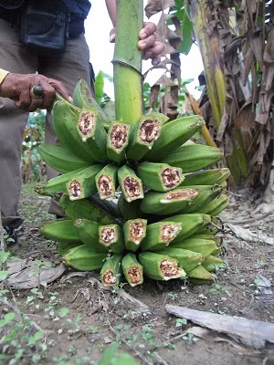 Theo Tiến sĩ Jane Ray thuộc Đại dịch Queensland (Australia) - người dành nhiều thời gian nghiên cứu về căn bệnh chảy máu chuối, nếu không có biện pháp can thiệp thì thiệt hại về kinh tế sẽ rất lớn.