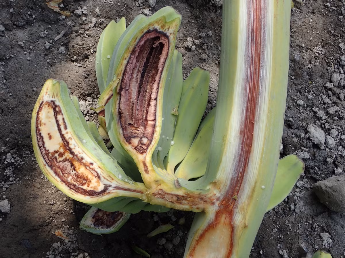 Đến năm 1987, bệnh "chảy máu chuối" xuất hiện tại Tây Java và lan sang 25 tỉnh của Indonesia và một số nơi ở Malaysia.