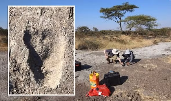 Cụ thể, nhóm nghiên cứu đã lật lại các nghiên cứu về những dấu chân đặc biệt được phát hiện tại khu vực gọi là Laetoli Site A - con đường mòn cổ đại với 18.400 dấu chân động vật hóa thạch được khai quật từ năm 1978.