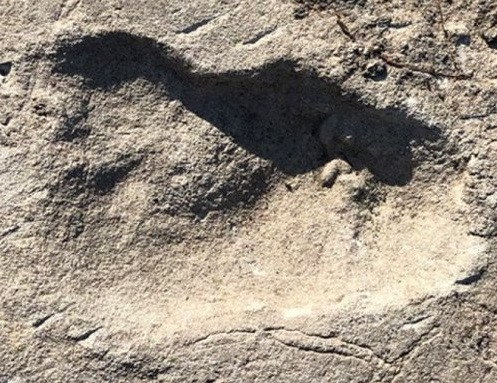 Kể từ khi phát hiện dấu chân cổ xưa này, một số chuyên gia hoài nghi nó thuộc về một con gấu. Tuy nhiên, kết quả nghiên cứu mới đây được các chuyên gia công bố hoàn toàn khác.