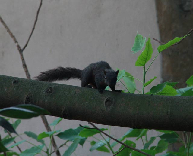 Theo thông tin trên trang web Vncreature về "Sinh vật rừng Việt Nam", Việt Nam ghi nhận 14 loài sóc. Trong số này có 2 loài sóc có lông đen và đuôi đỏ giống như con xuất hiện ở bờ Hồ Gươm.