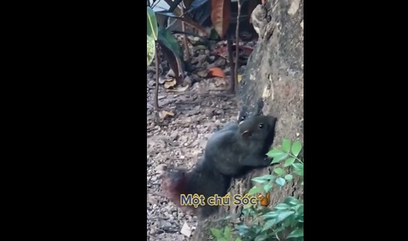 Sự việc này nhanh chóng thu hút sự quan tâm của dư luận. Bởi lẽ, ở giữa thủ đô Hà Nội sầm uất và hiện đại, việc nhìn thất một con sóc không phải là điều dễ dàng.