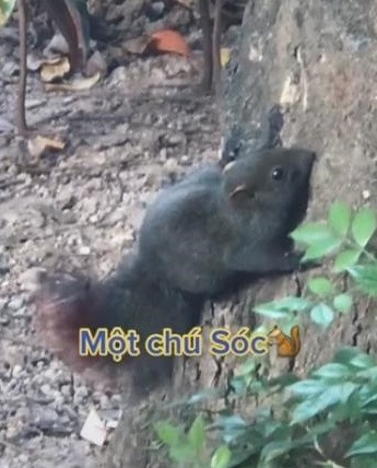 Do đó, hình ảnh một con sóc lông đen, đuôi đỏ xuất hiện ở khu vực bờ hồ Gươm khiến nhiều người thích thú và tò mò về loài động vật này.
