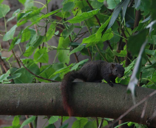 Trên thực tế, Hồ Gươm không phải là nơi duy nhất xuất hiện sóc. Trong thời gian qua, một số người dân tình cờ nhìn thấy những con sóc ở một số địa điểm khác tại Hà Nội như: khu Lăng Bác, đường Lý Quốc Sư, Hoàng Diệu, Trần Phú, Phan Đình Phùng...