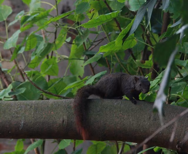Trên thực tế, Hồ Gươm không phải là nơi duy nhất xuất hiện sóc. Trong thời gian qua, một số người dân tình cờ nhìn thấy những con sóc ở một số địa điểm khác tại Hà Nội như: khu Lăng Bác, đường Lý Quốc Sư, Hoàng Diệu, Trần Phú, Phan Đình Phùng...