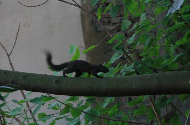 Cả hai loài sóc này đều thuộc họ sóc cây Sciuridae và được pháp luật bảo vệ, nghiêm cấm các hoạt động săn bắt.