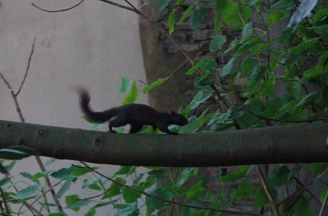 Cả hai loài sóc này đều thuộc họ sóc cây Sciuridae và được pháp luật bảo vệ, nghiêm cấm các hoạt động săn bắt.