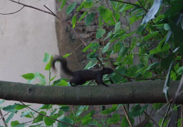 Hai loài sóc đó là: sóc đỏ (có tên khoa học: Callosciurus finlaysoni) và sóc bụng đỏ (có tên khoa học là Callosciurus erythraeus).