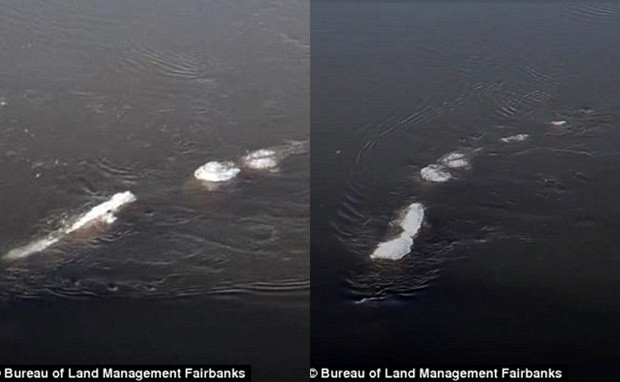 Sinh vật kỳ bí này gây xôn xao dư luận khi một số người chứng kiến mô tả nó khá giống quái vật hồ Loch Ness.