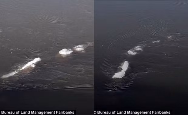 Sinh vật kỳ bí này gây xôn xao dư luận khi một số người chứng kiến mô tả nó khá giống quái vật hồ Loch Ness.