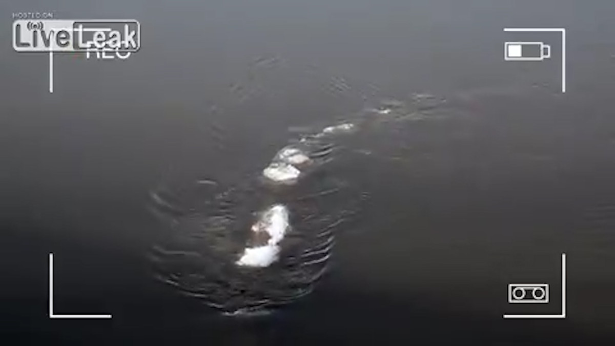 Theo lời kể của McCaa, ông phát hiện một sinh vật bí ẩn ở giữa sông Chena, vùng Alaska vào năm 2016. Nó có chiều dài khoảng 5m.