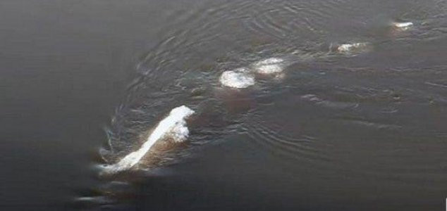 Trong khi đó, một số người nhận định không hề tồn tại sinh vật bí ẩn ở sông Chena. Thay vào đó, thứ mà một vài người nhìn thấy có thể là một sợi dây thừng bị một lớp băng mỏng phủ lên hoặc một con cá "khổng lồ".