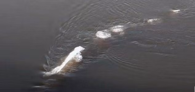 Trong khi đó, một số người nhận định không hề tồn tại sinh vật bí ẩn ở sông Chena. Thay vào đó, thứ mà một vài người nhìn thấy có thể là một sợi dây thừng bị một lớp băng mỏng phủ lên hoặc một con cá "khổng lồ".