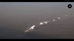 Sinh vật bí ẩn này trồi lên gần mặt nước một khoảng thời gian ngắn rồi biến mất bí ẩn.