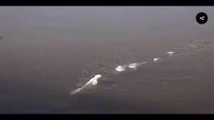 Sinh vật bí ẩn này trồi lên gần mặt nước một khoảng thời gian ngắn rồi biến mất bí ẩn.