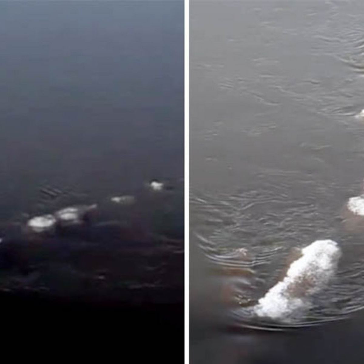 Trước câu chuyện về sinh vật bí ẩn này, một cuộc tranh luận gay gắt nổ ra.