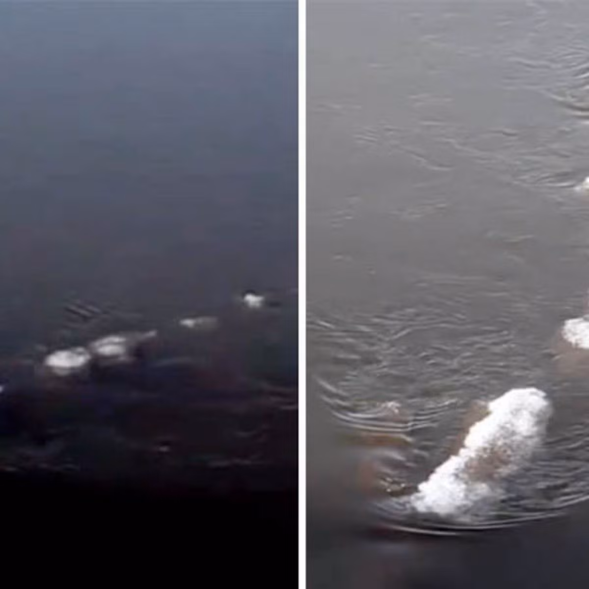 Trước câu chuyện về sinh vật bí ẩn này, một cuộc tranh luận gay gắt nổ ra.